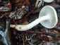 Elefántcsont-csigagomba (Hygrophorus eburneus), Pilis